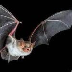فيروس جديد يهدد العالم أستراليا تحذر مواطنيها من ” الخفافيش”