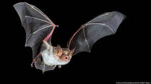 فيروس جديد يهدد العالم أستراليا تحذر مواطنيها من ” الخفافيش”‎