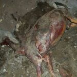 مصر| 60 نوعا من مجمدات اللانشون والبرجر والسوسيس “لحوم حمير وكلاب وخنازير”