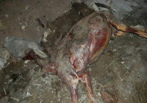 مصر| 60 نوعا من مجمدات اللانشون والبرجر والسوسيس “لحوم حمير وكلاب وخنازير”‎